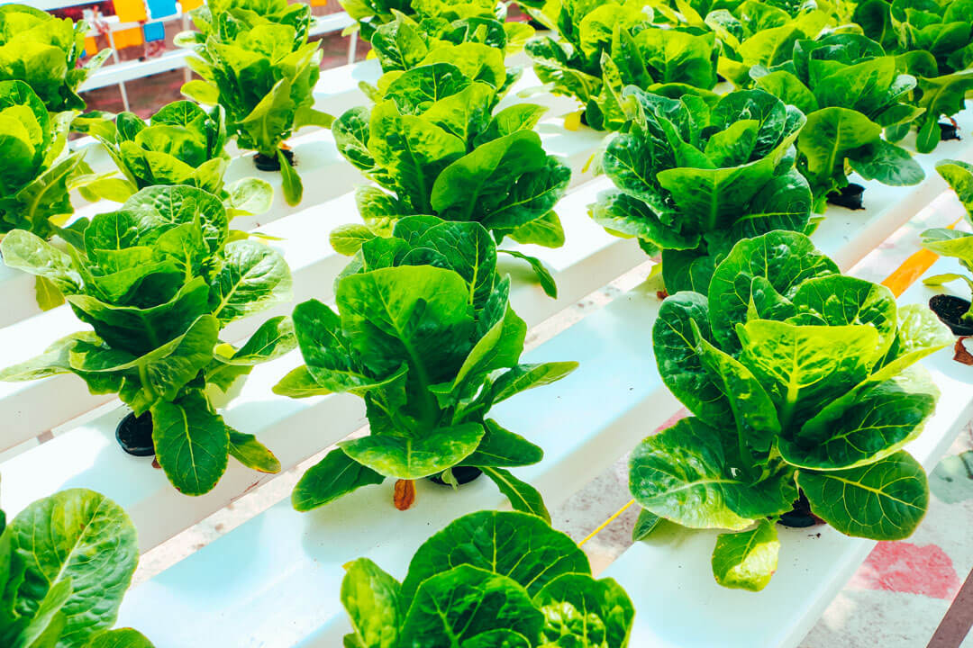 Fertilizantes ecológicos en el Campo de Níjar